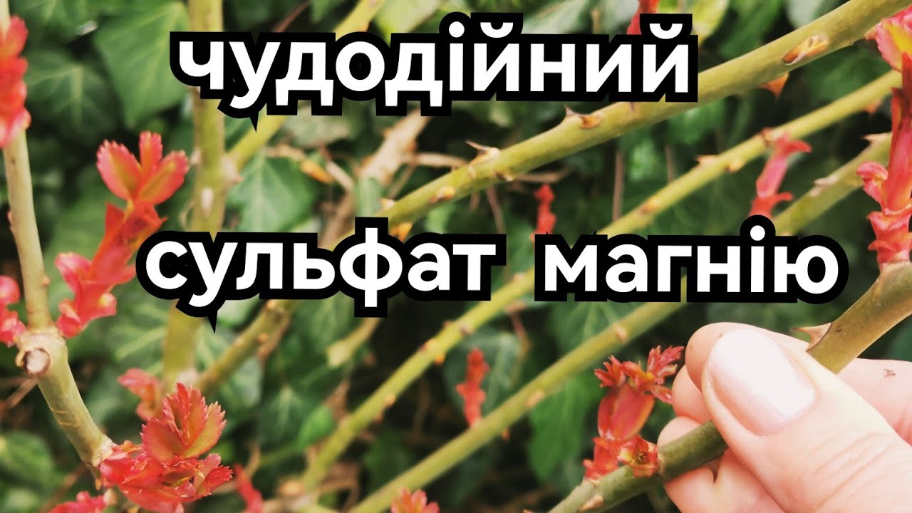 Сульфат магнію - стимулятор і антистрес для троянд🌹 і не тільки. Перше підживлення 🔥