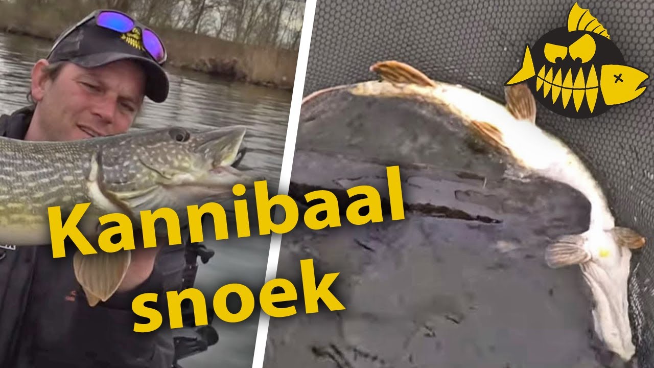 BIZAR! METERSNOEK GRIJPT KLEINE SNOEK!😱 - Een dag met jerkbaits op de Randmeren