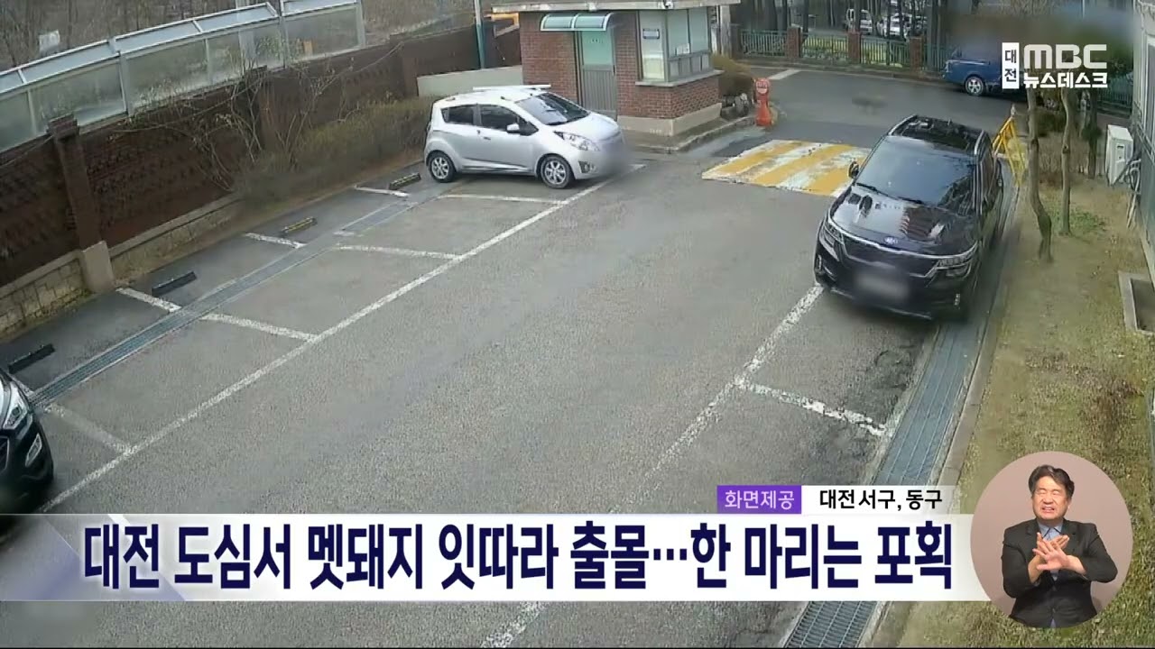 [데스크]대전 도심서 멧돼지 잇따라 출몰⋯한 마리는 포획/대전MBC