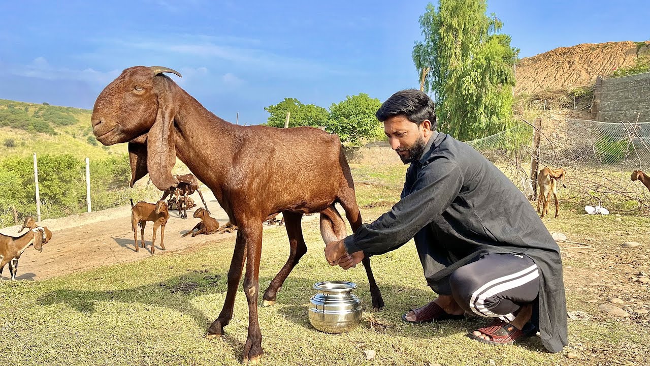 Village Simple Life With Goats | How To Make Butter With Goat Milk