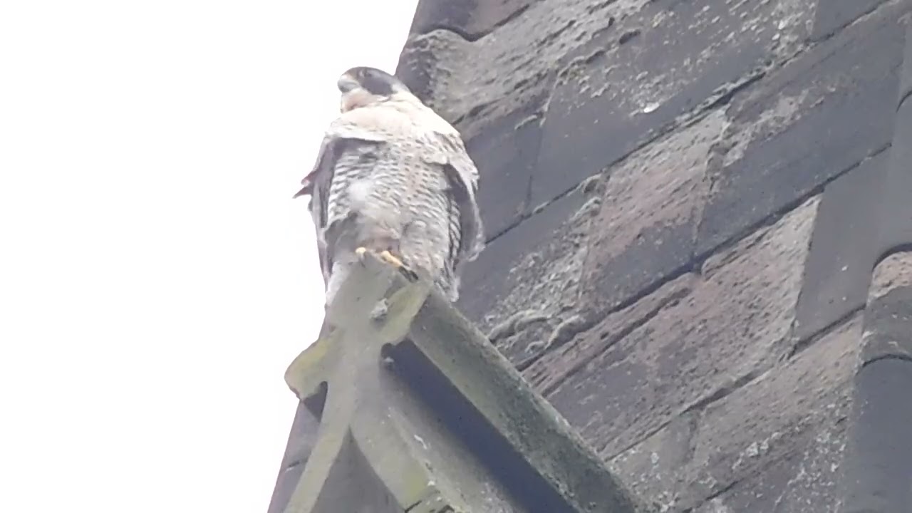 Peregrine Falcons