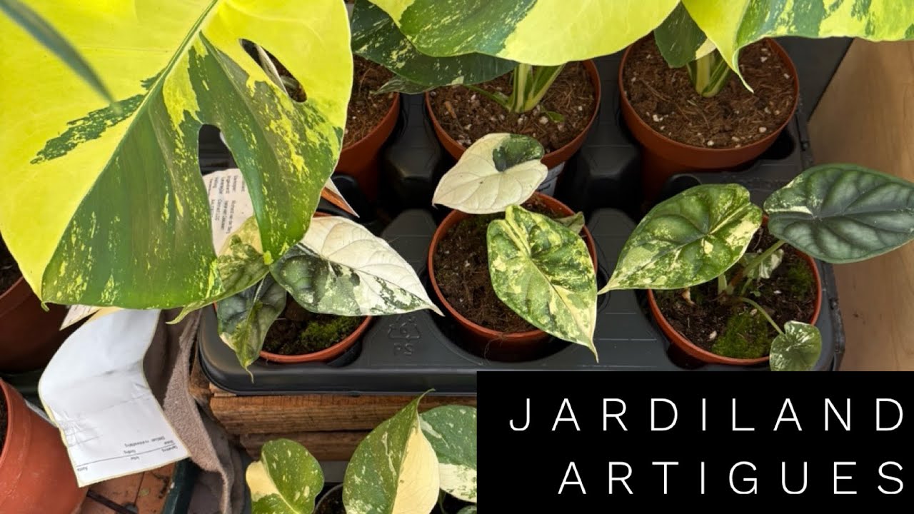 MONSTERA AUREA & ALOCASIA VARIEGATA 