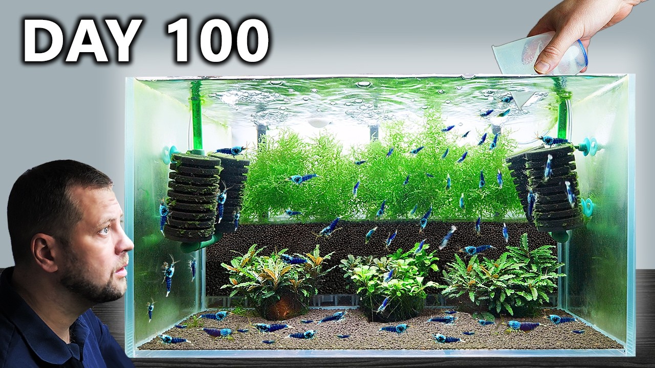 2 Caridina Shrimp Tanks Setup – 100 Day Cycle (Step by Step KW Shrimp Method)