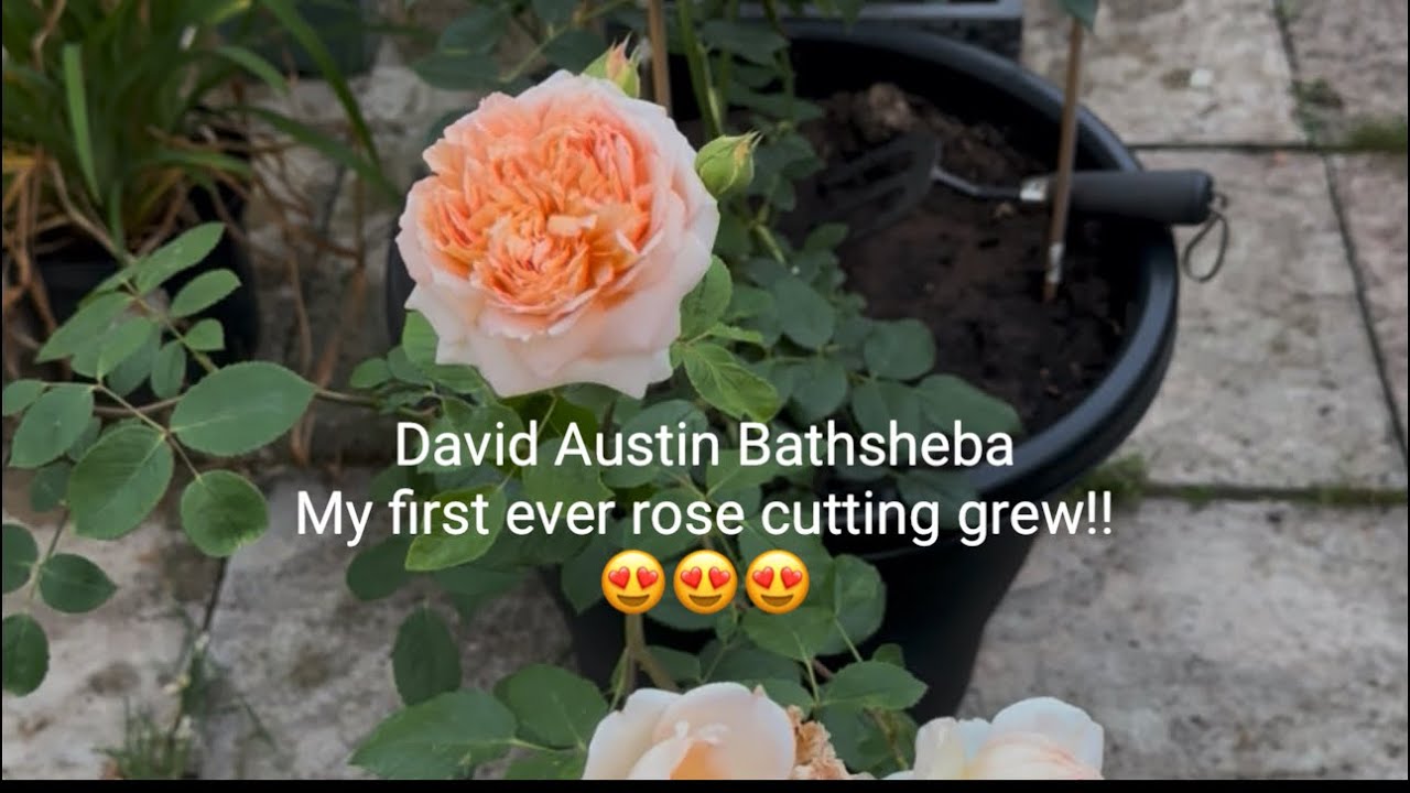 Bathsheba David Austin rose review 