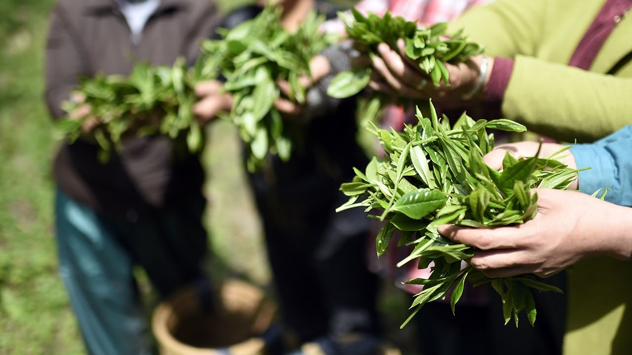 Cueillette et fabrication du thé vert Tai Ping Hou Kui