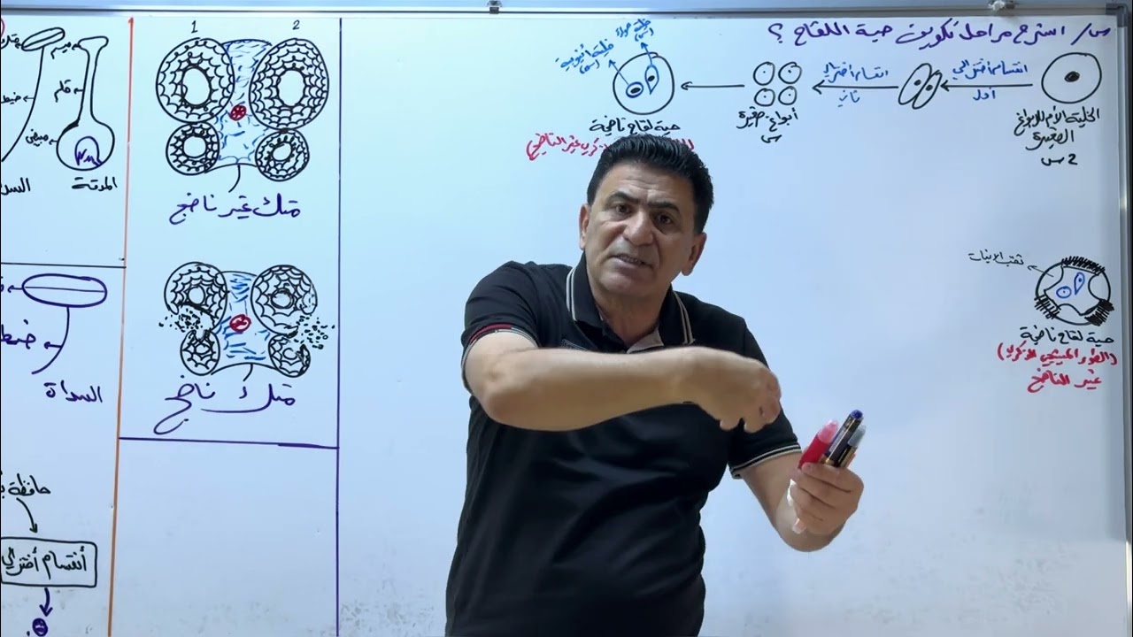 الفصل الثالث /التكاثر /المحاضرة 12 /الدورة الإلكترونية الخاصة/2025 التلقيح وتكوين انبوب اللقاح 