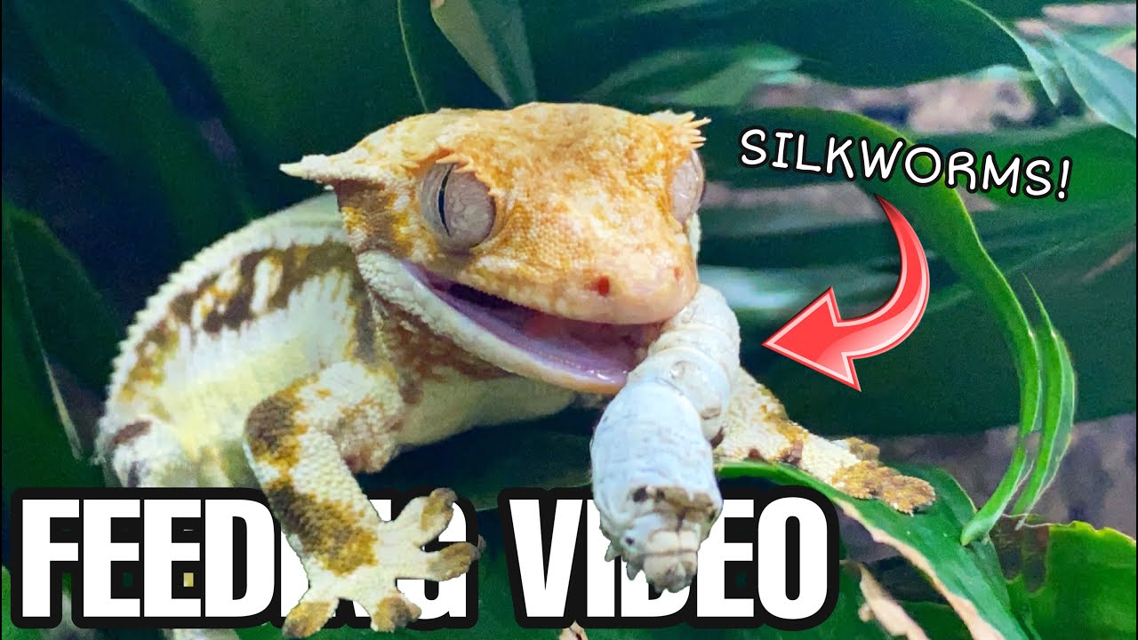 FEEDING MY PET REPTILES JUICY SILKWORMS!