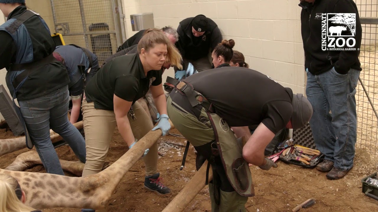Giraffe Foot Specialist Makes House Call  - Cincinnati Zoo