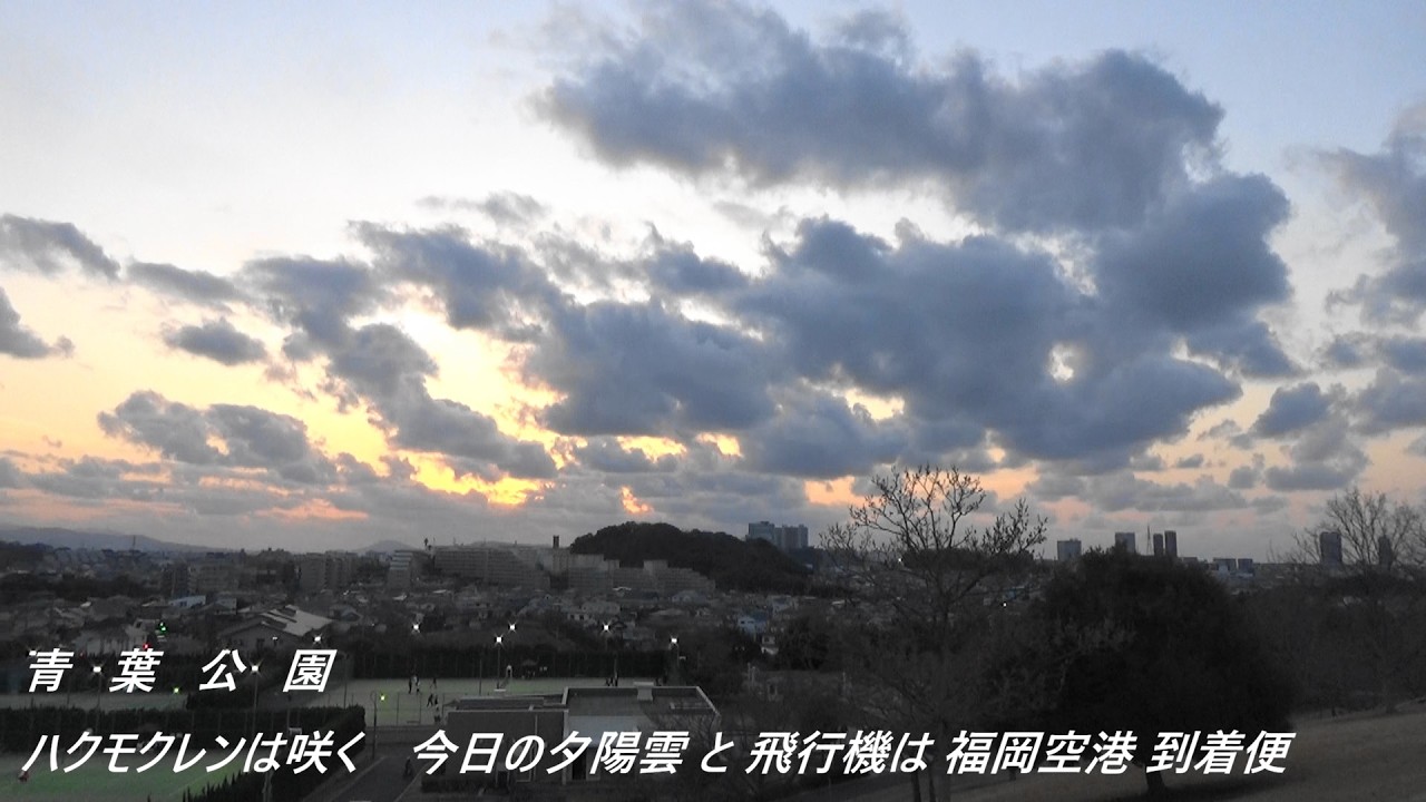 青葉公園　ハクモクレンは咲く　今日の夕陽雲と飛行機は福岡空港到着便