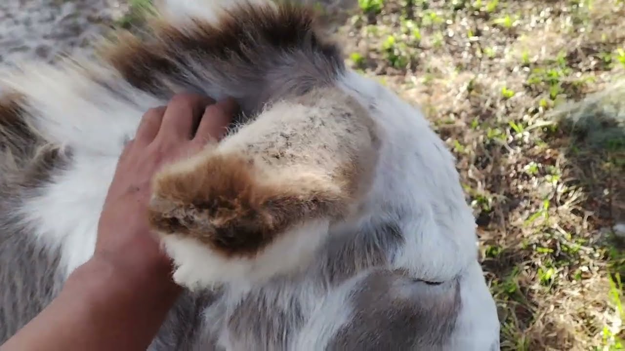 How to tame your wild donkey