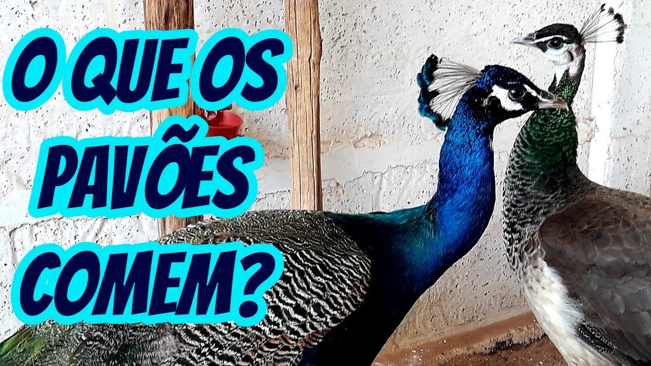 O que os Pav&otilde;es comem? Qual tipo de ra&ccedil;&atilde;o e alimenta&ccedil;&atilde;o d&aacute; para um pav&atilde;o pavoa e filhotes comer?