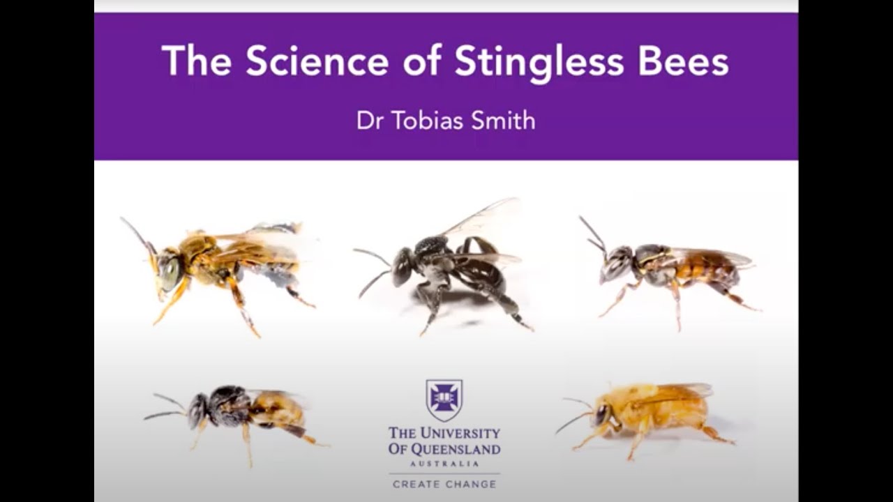 Stingless Bees by Dr Tobias Smith, The University of Queensland