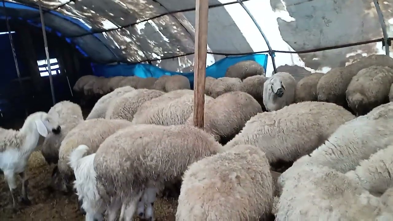 Söylem başka uygulama başka koyun almaz ipotek yoksa 