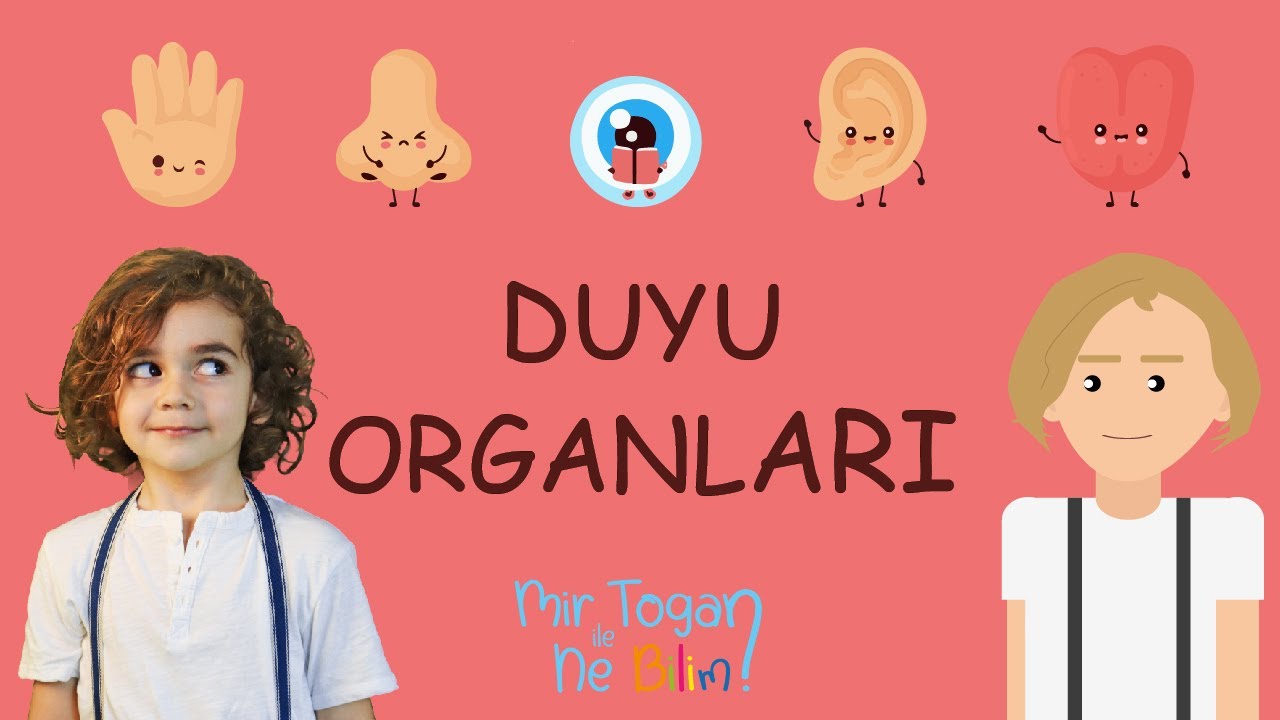 Çocuklar İçin Duyu Organları - Sense Organs For Kids #MirTogan