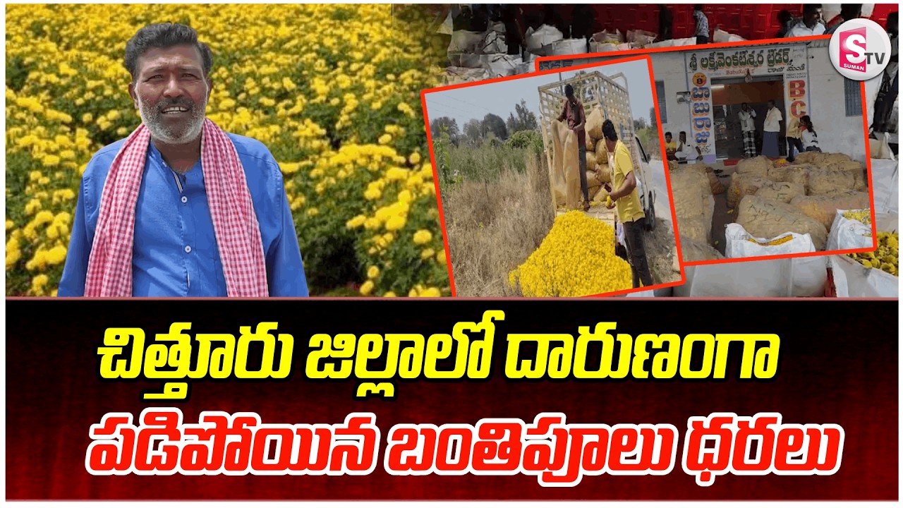 చిత్తూరు జిల్లా రైతులకు కంటతడి పట్టిస్తున్న బంతిపూలు ధరలు | Chittoor Farmers in Trouble