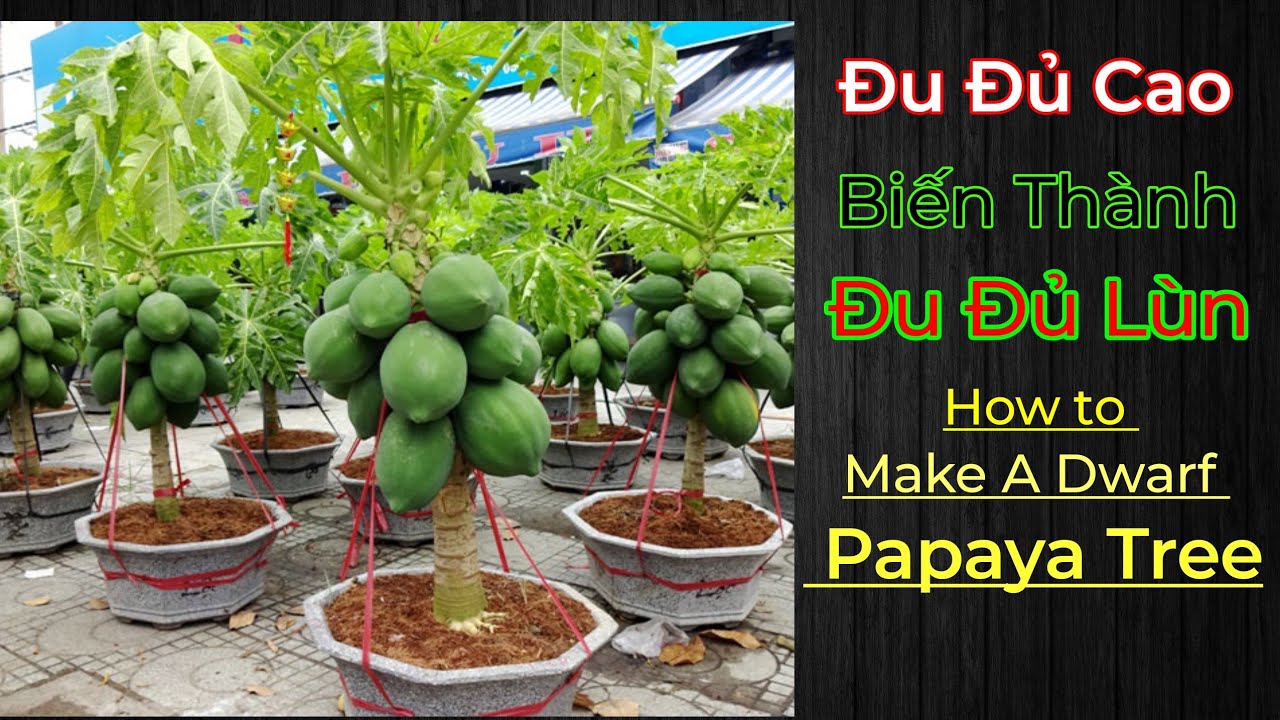 How to lower a tall papaya tree to a dwarf papaya tree.