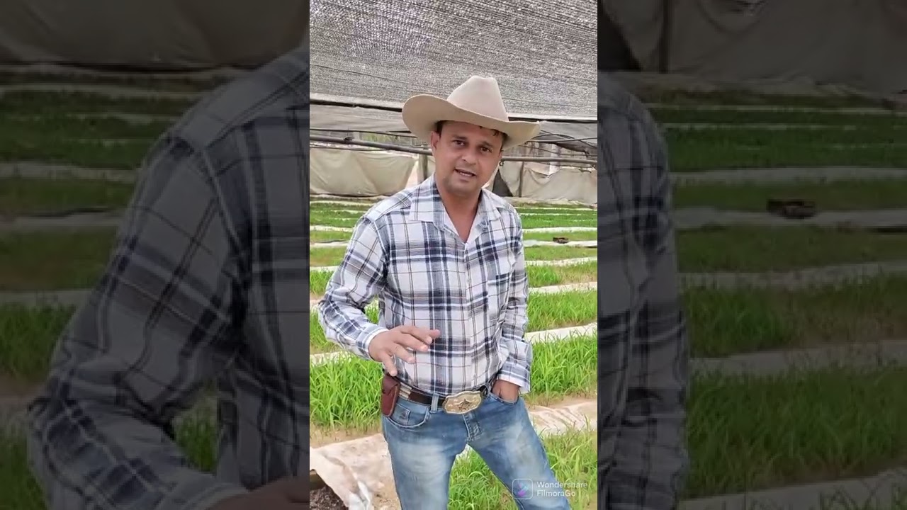 Milho Hidrop&ocirc;nico 2 -  Testes e adapta&ccedil;&otilde;es .