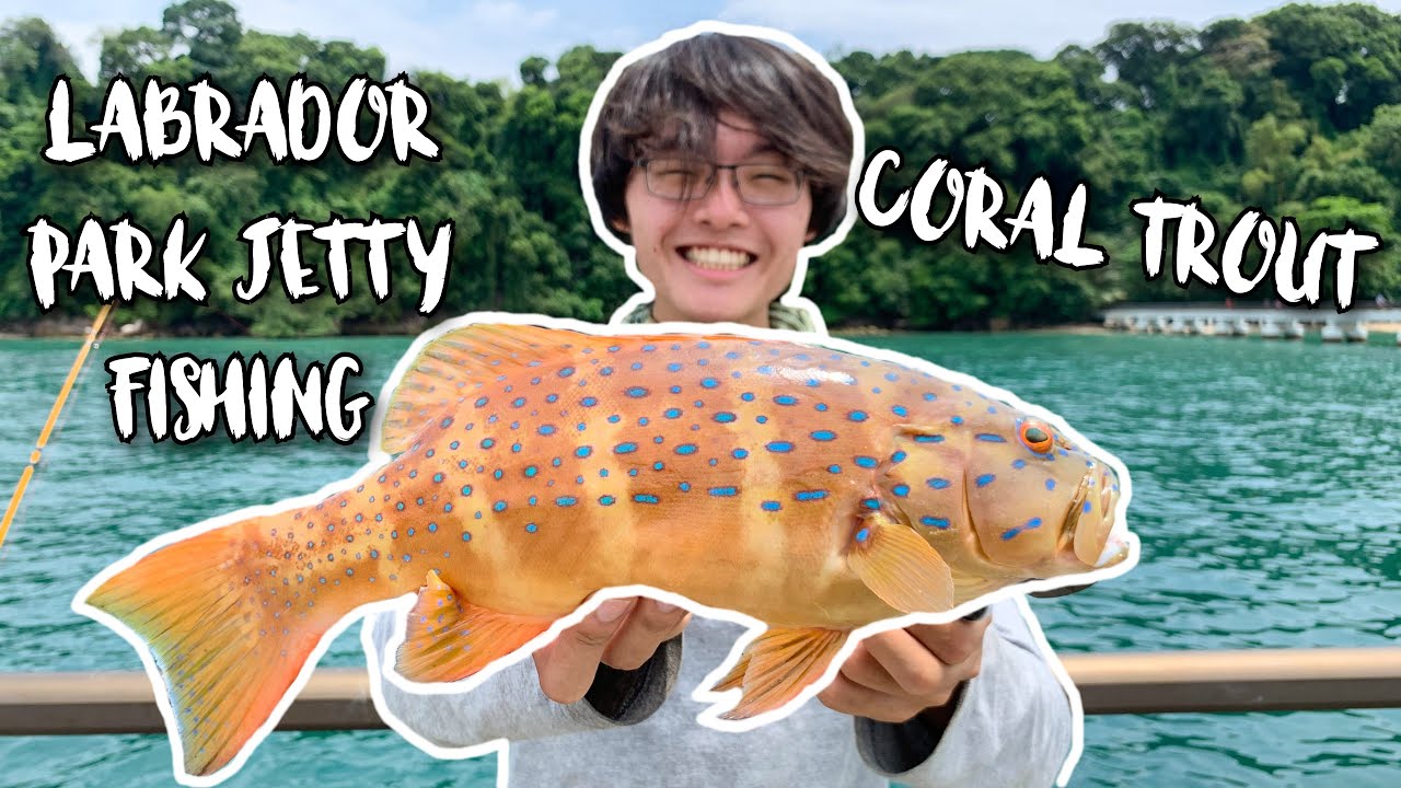 Labrador Jetty Fishing: Coral Trout (Grouper) | Catch and Cook | Fishing in Singapore