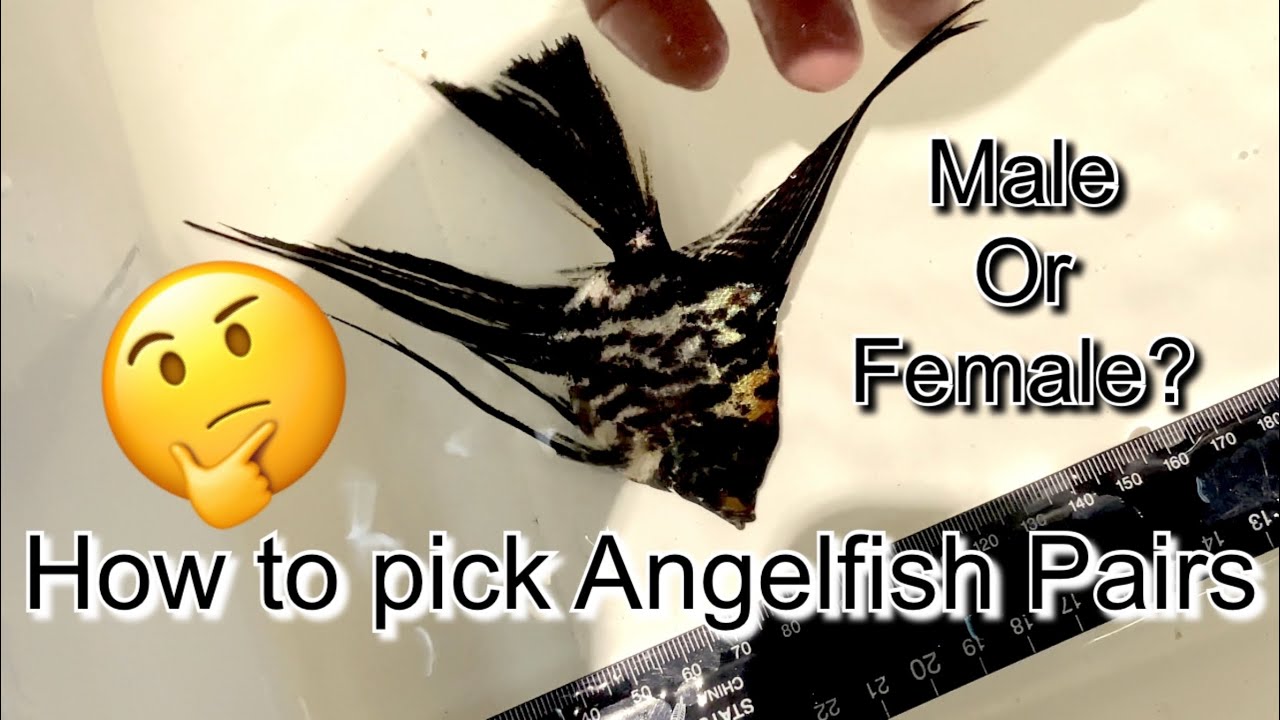 How To Pick Angelfish Pairs! Male or Female?? How to Reduce Aggression!!!