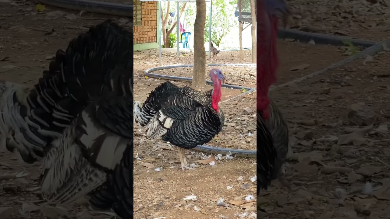 Turkey chicken Sound #short #turkey #chicken #turkeychicken #turkeysound #chickensound