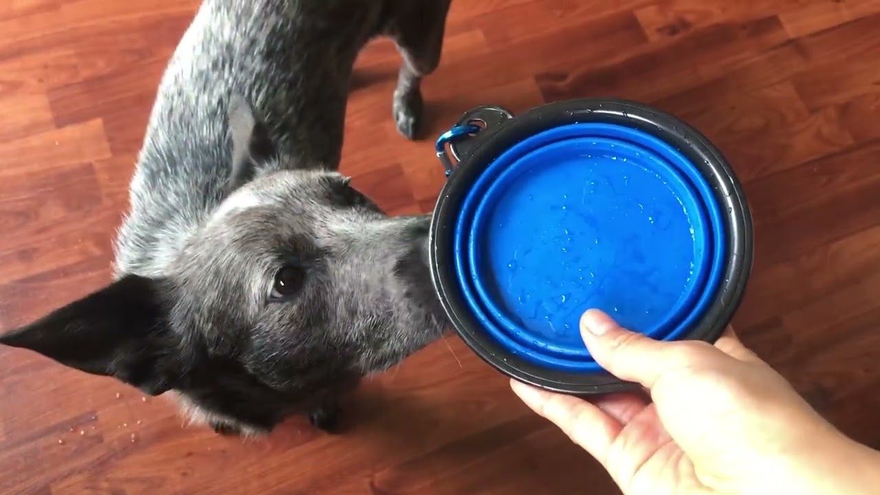 Dog Bowl Pet Collapsible Bowls,2 Pack Portable and Foldable Pet Travel Bowls Review