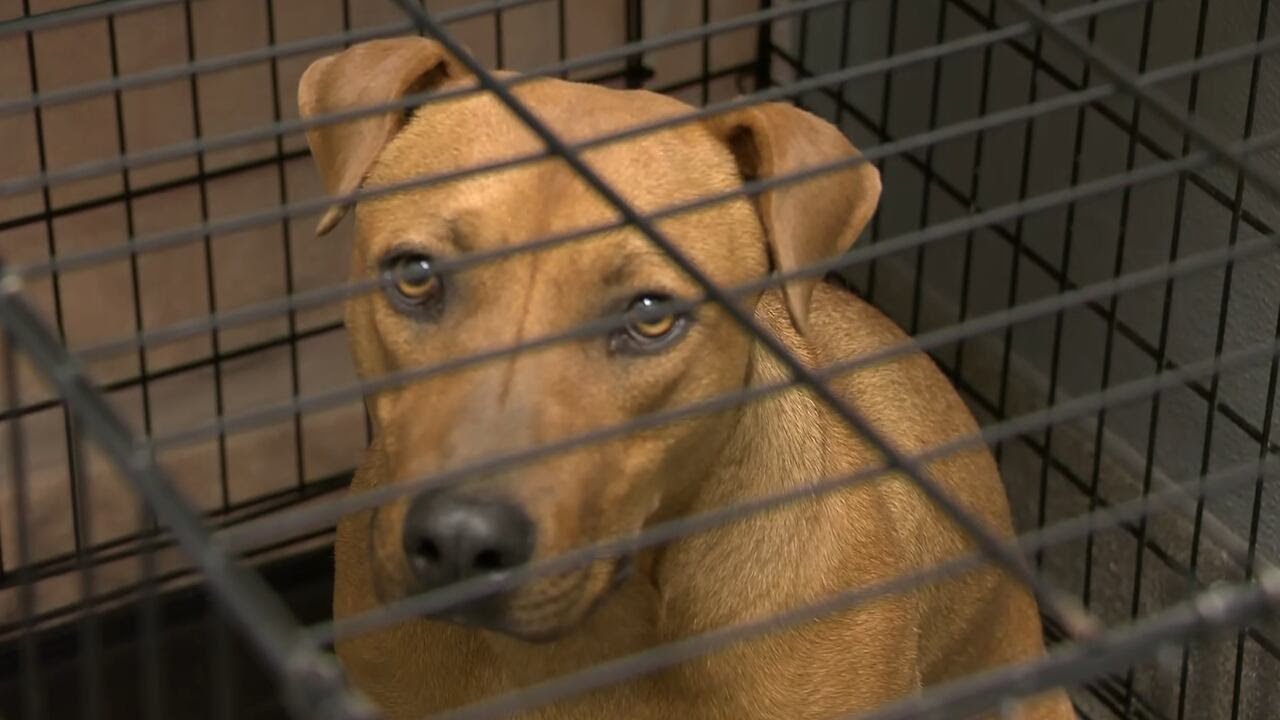 78 percent of animals rescued by Las Vegas shelter had no collar, microchip