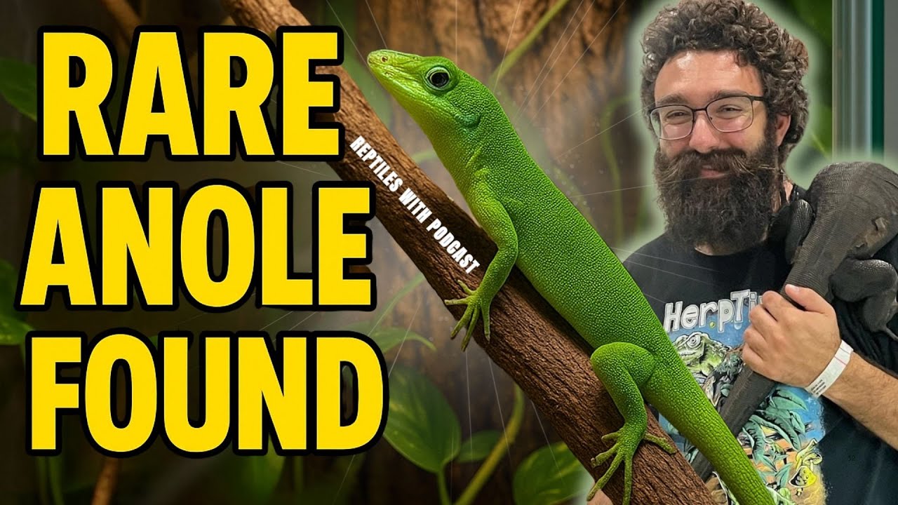 WE FOUND A RARE ANOLE & HERP TRIP STORIES | Reptiles With Armen from HerpTime Podcast
