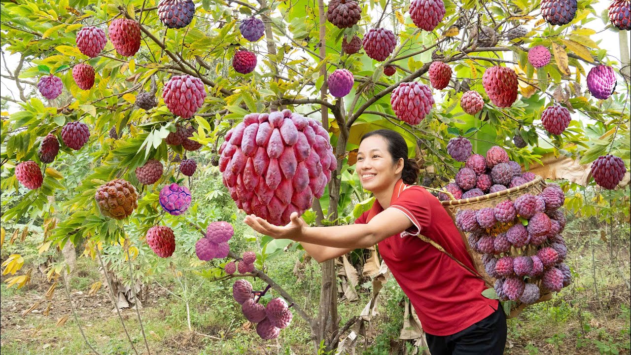 Harvest Red Sugar Apple 