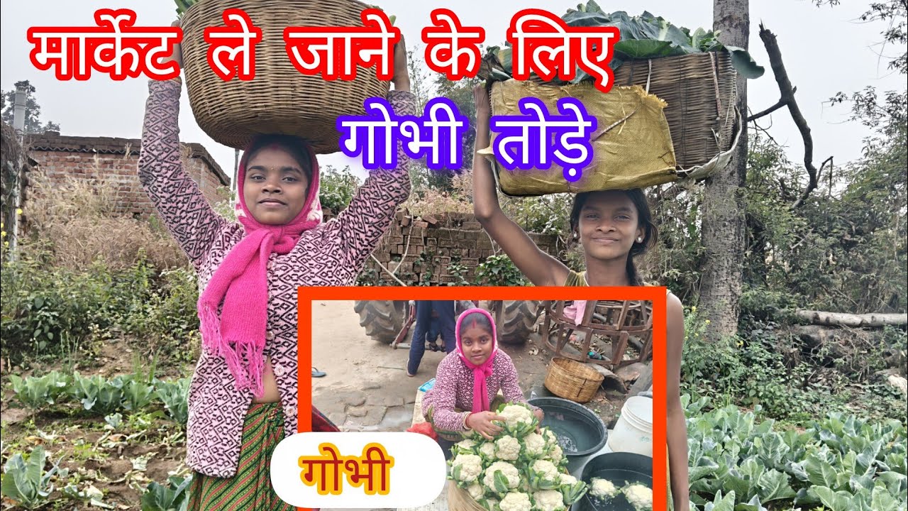 मम्मी साथ मिलकर बारी में गोभी मार्केट ले जाने के लिए तोड़े  , घर आने के टाइम गाडी खराब हो गया।
