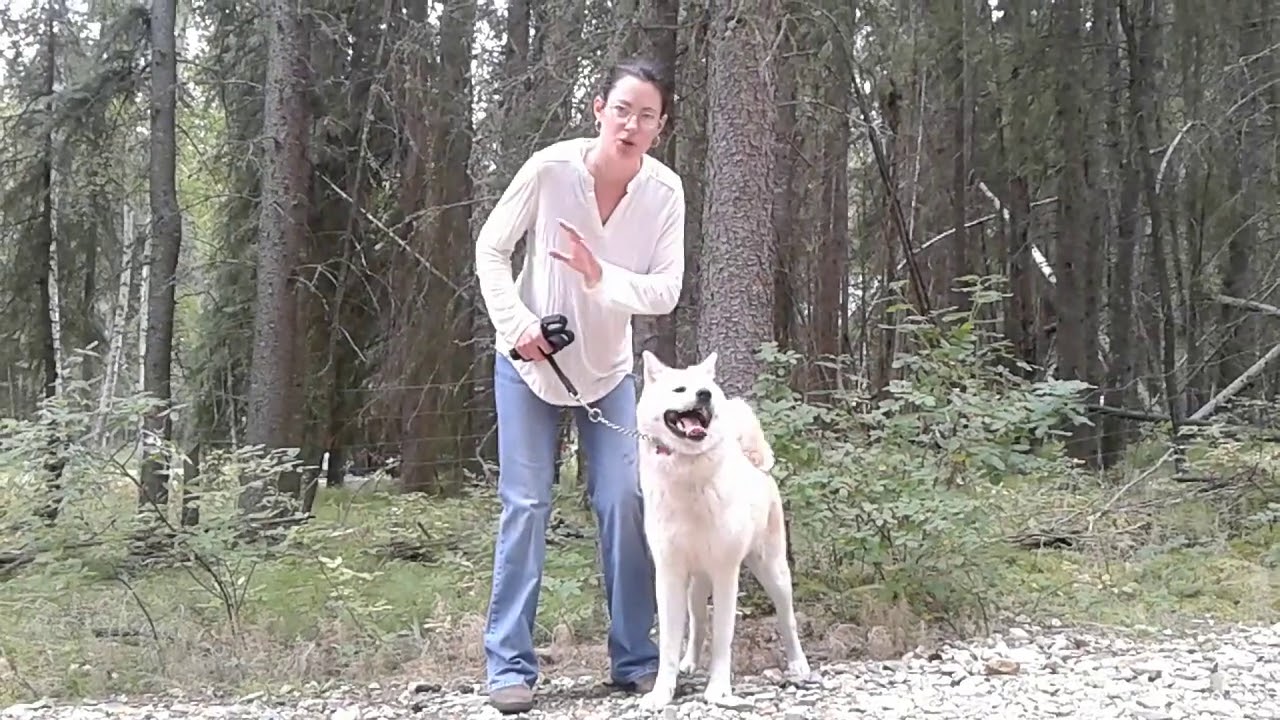 Japanese Akitas vs. American Akitas , What's the Difference?