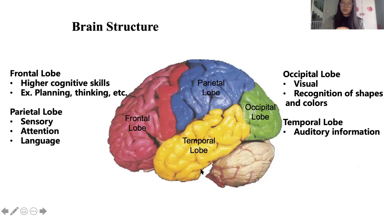 Brain Bee Competition Prep 1: Brain Basics and functions