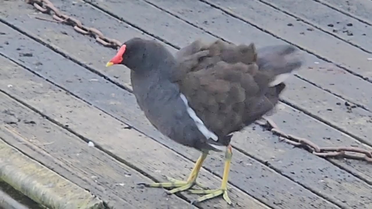 Wait For The Moorhen's Leg Stretch! #nature #wildlife #birds
