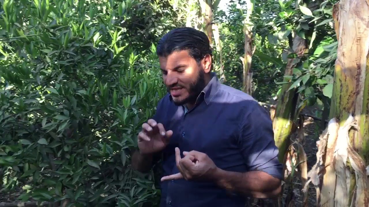 خطوره شراء المكنه الباكم الإيطالي