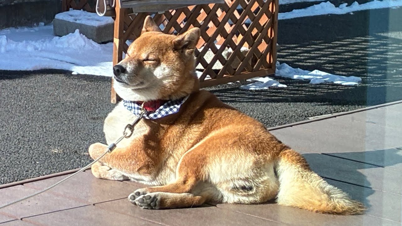 日向ぼっこする小太郎
