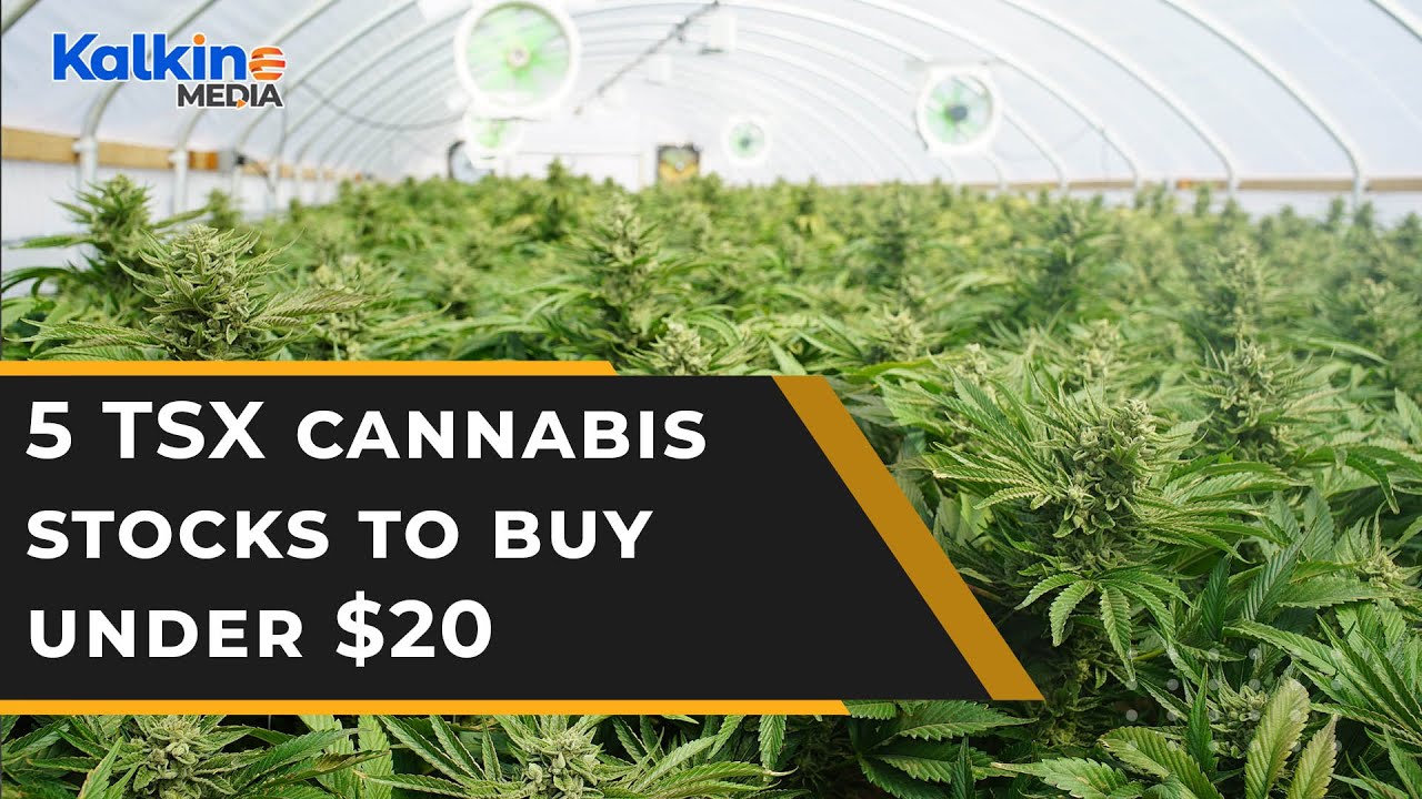 5 TSX cannabis stocks to buy under $20 as US weighs decriminalization