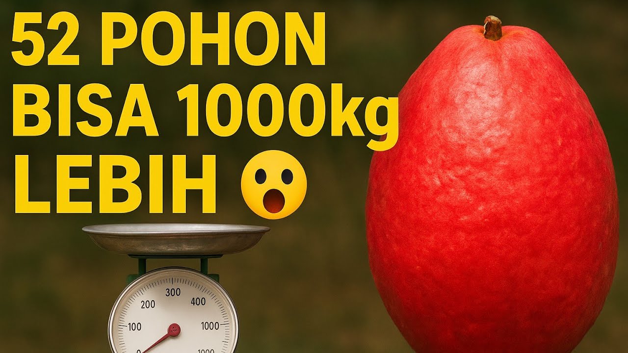 PELUANG USAHA JAMBU JAMAIKA – Dari Kebun Jadi CUAN | Modal Kecil Untung Besar dari Jambu Jamaika!