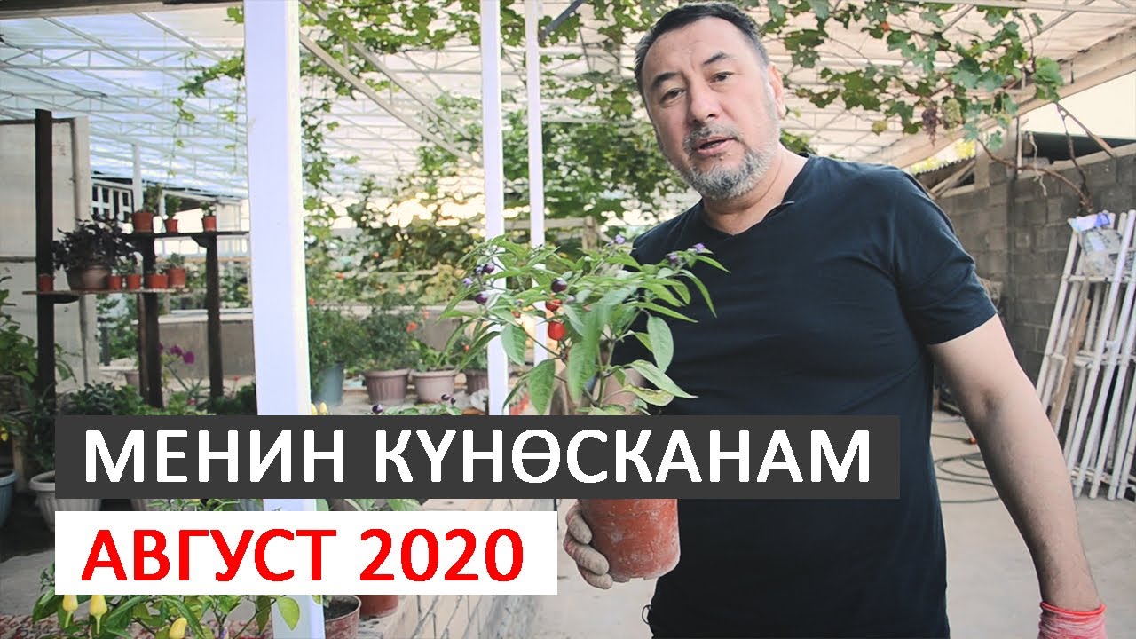Менин күнөсканам. Август 2020. І Мыктыбек Арстанбек