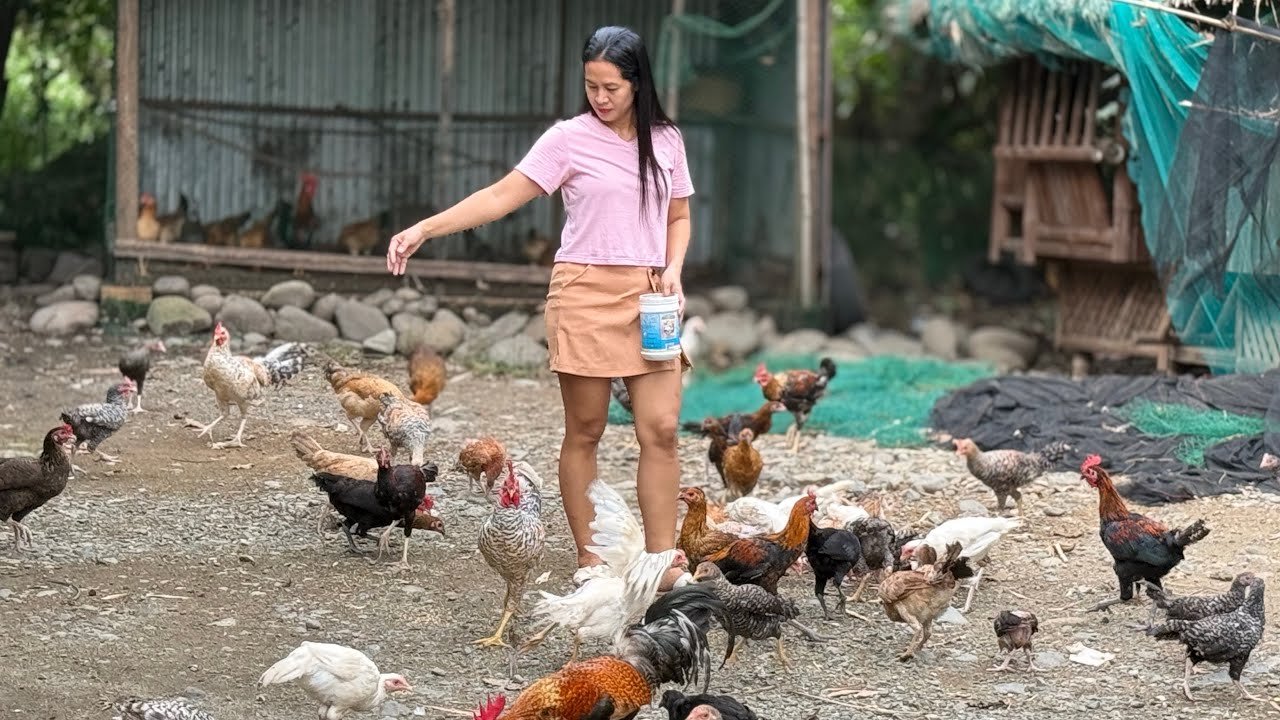 Ang Daming Native na manok sa farm 
