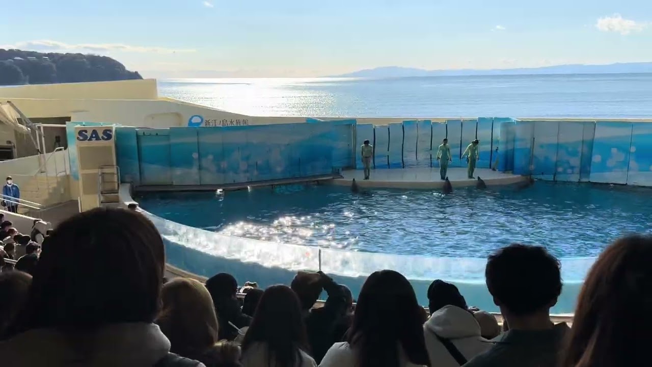 Dolphin Show at Enoshima Aquarium in Japan #japan 