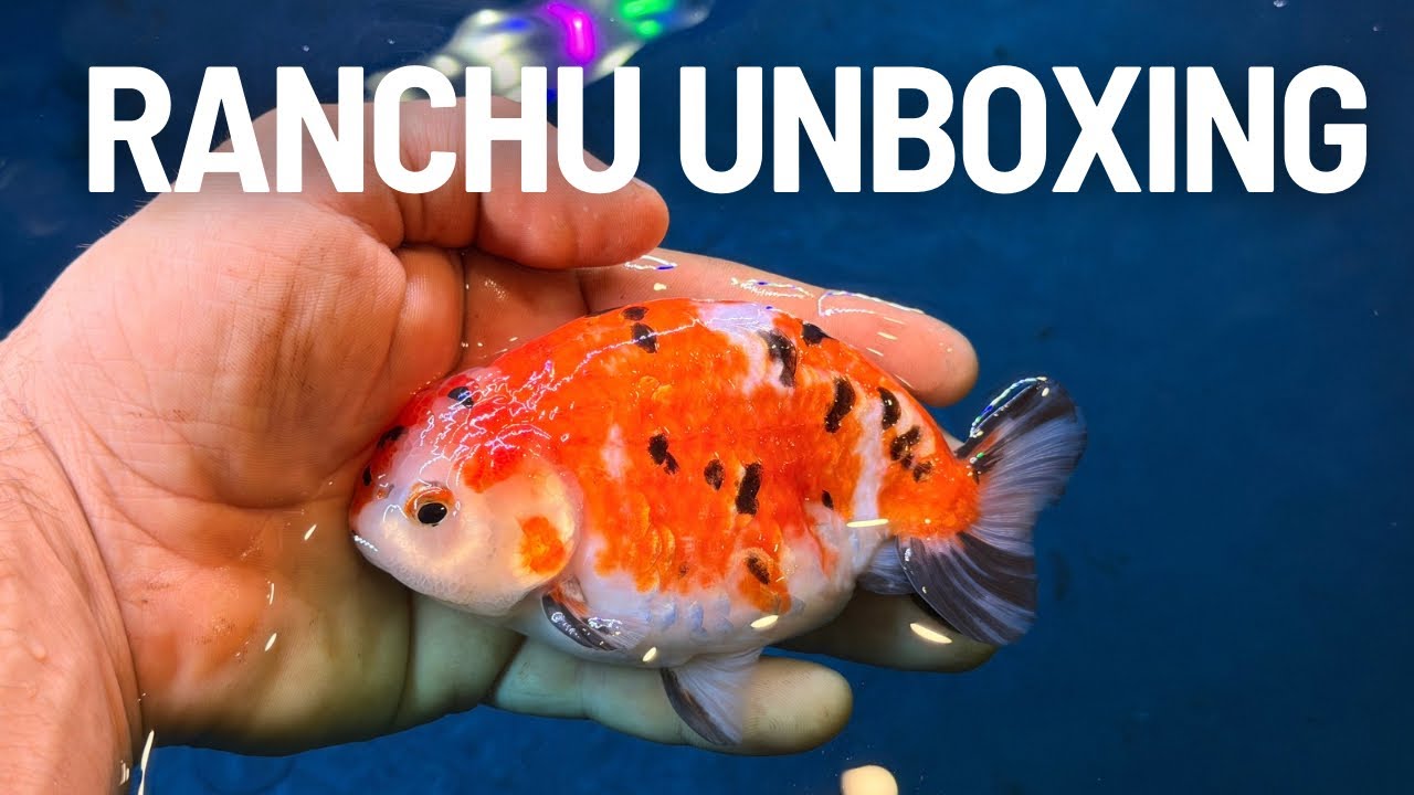 My subscriber sent me a… GOLDFISH?!