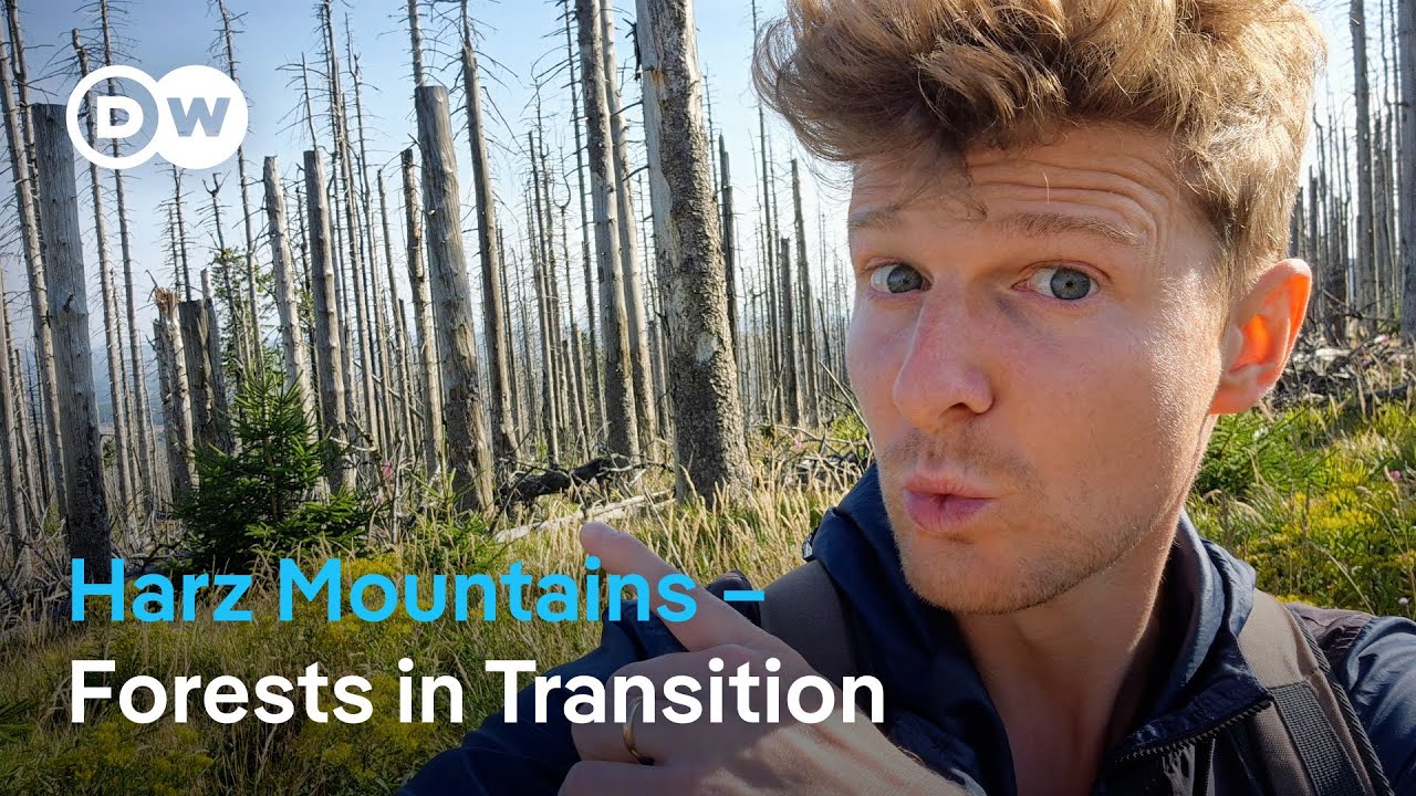 How this German Region Is Responding to Forest Dieback
