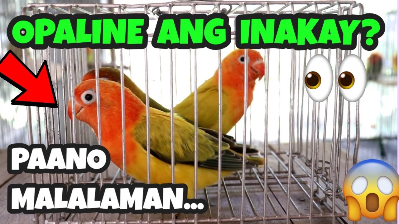 PAANO MALALAMAN KUNG OPALINE ANG INAKAY? | HOW TO KNOW OPALINE LOVEBIRDS | MUNTING IBUNAN