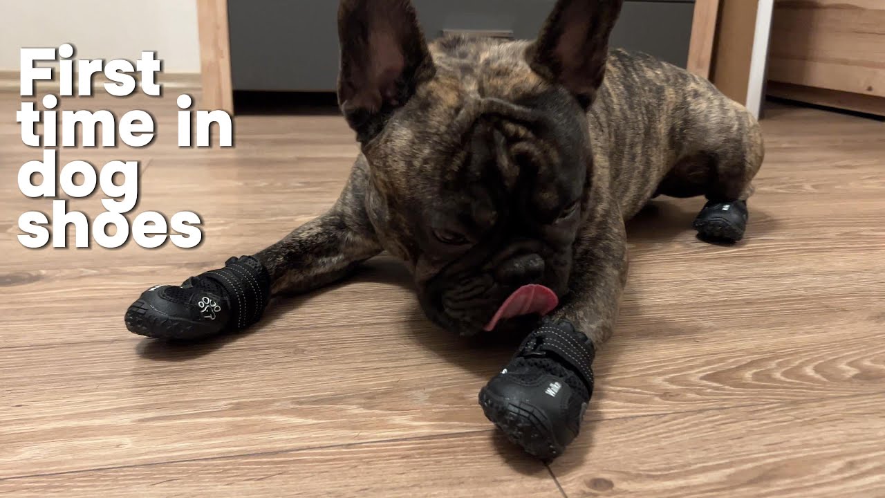 First time in dog shoes | French bulldog