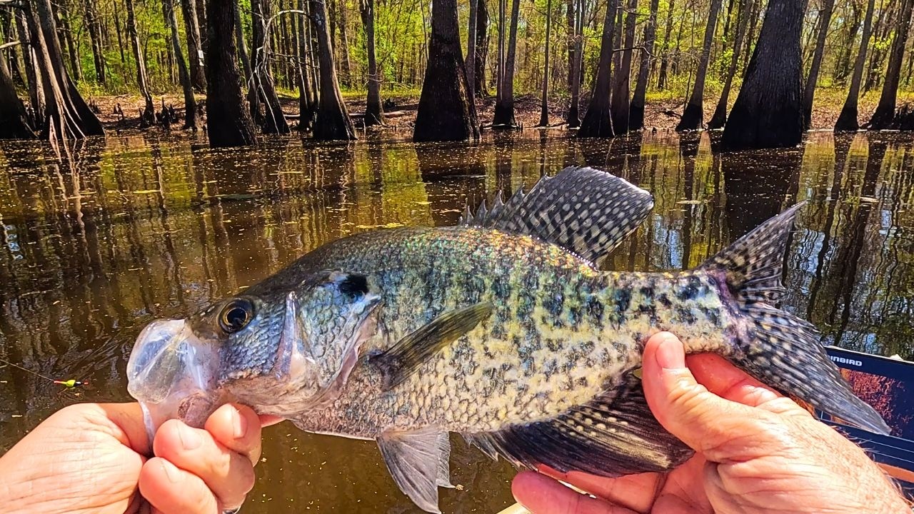 Wędkarstwo okoniowe w marcu ❗ Tarło okoni