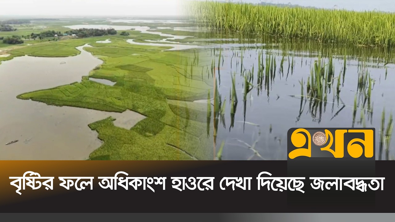সুনামগঞ্জে হাওরের পানির নিচে চলে গেছে কৃষকের জমি | Sunamganj Waterlogging | Ekhon TV