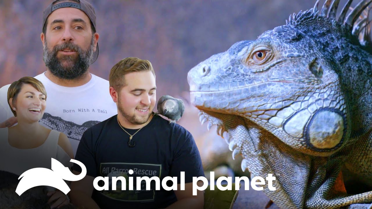 Esse casal tem praticamente um zoológico em casa! | Um Lar para Pets | Animal Planet Brasil