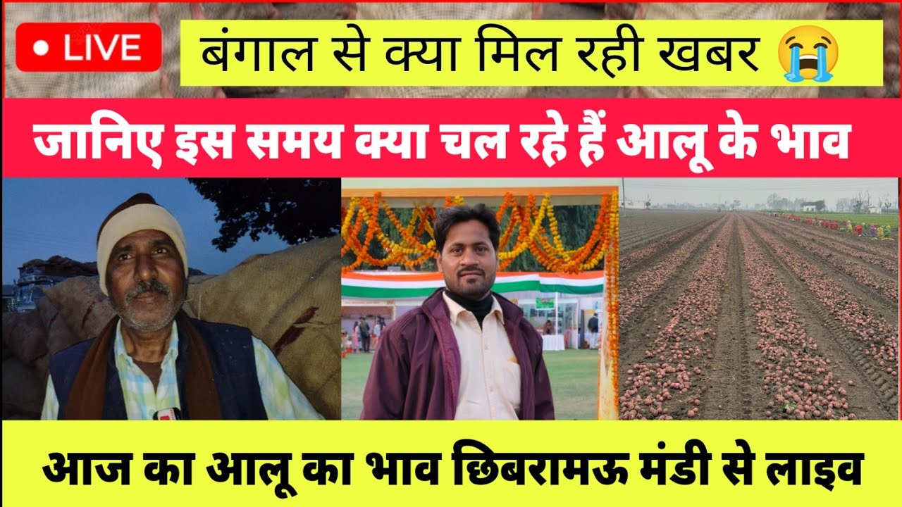 बंगाल से क्या मिल रही खबर || आज का आलू का भाव छिबरामऊ मंडी से लाइव || Aaj Ka Aalu Ka Bhav