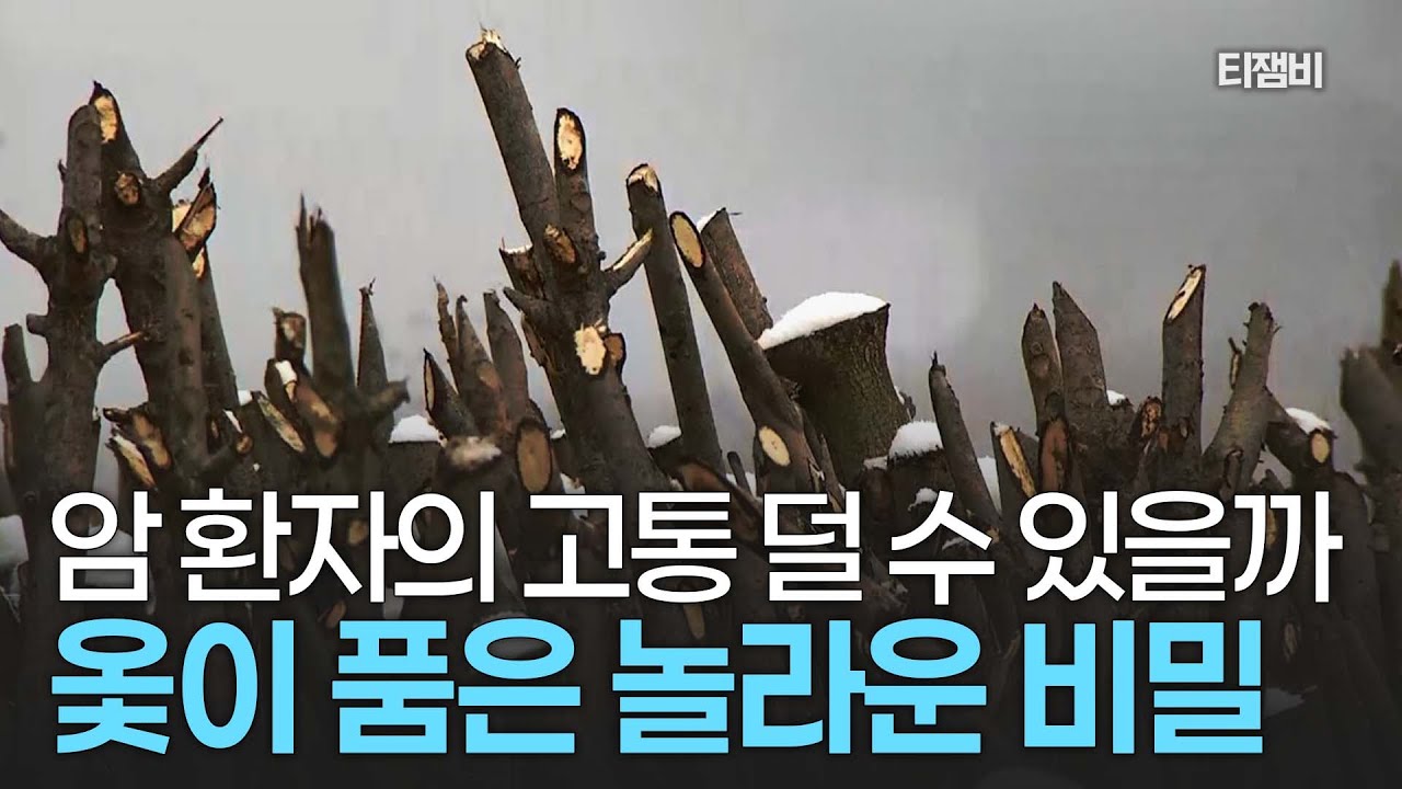 항암 치료 고통, 싹 사라집니다! 병원에서도 포기한 환자들이 찾는 '기적의 나무'