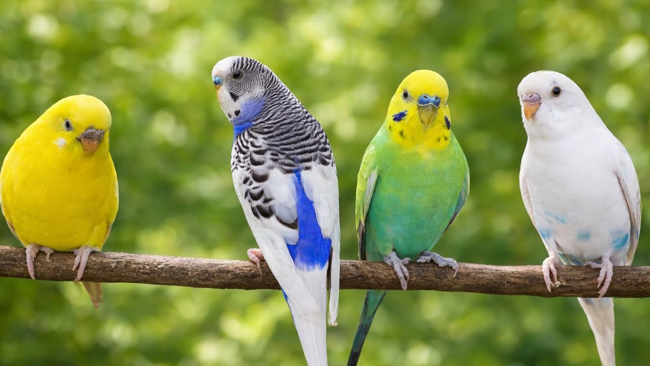 10 Hours of Budgie Love 💕 Mango & Chutney Talking and Singing