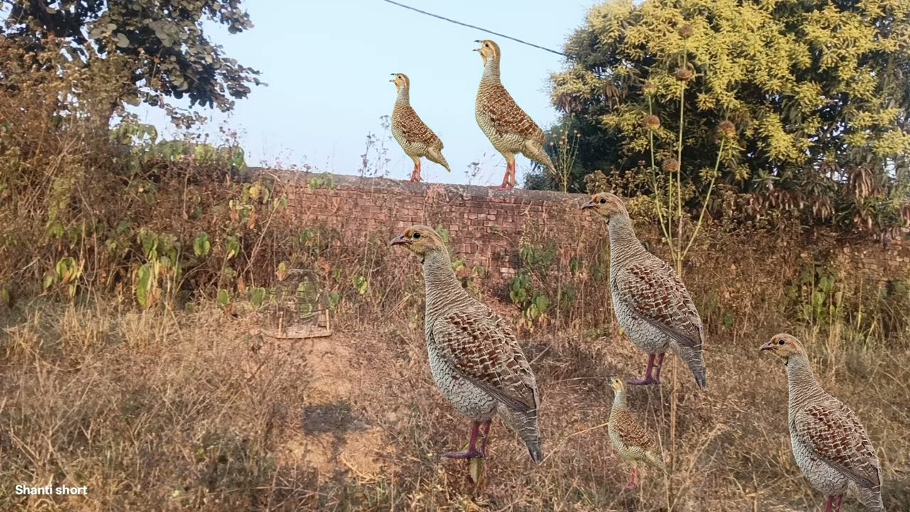 Aam Manjral ke din ka khubsurat Awaaz  titeer voice ( grey francolin voice) partridge shikar voice 